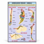 Homologous Organs